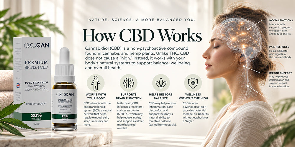 Oxocan London full-spectrum CBD oil alongside an educational illustration explaining how CBD interacts with the body and brain