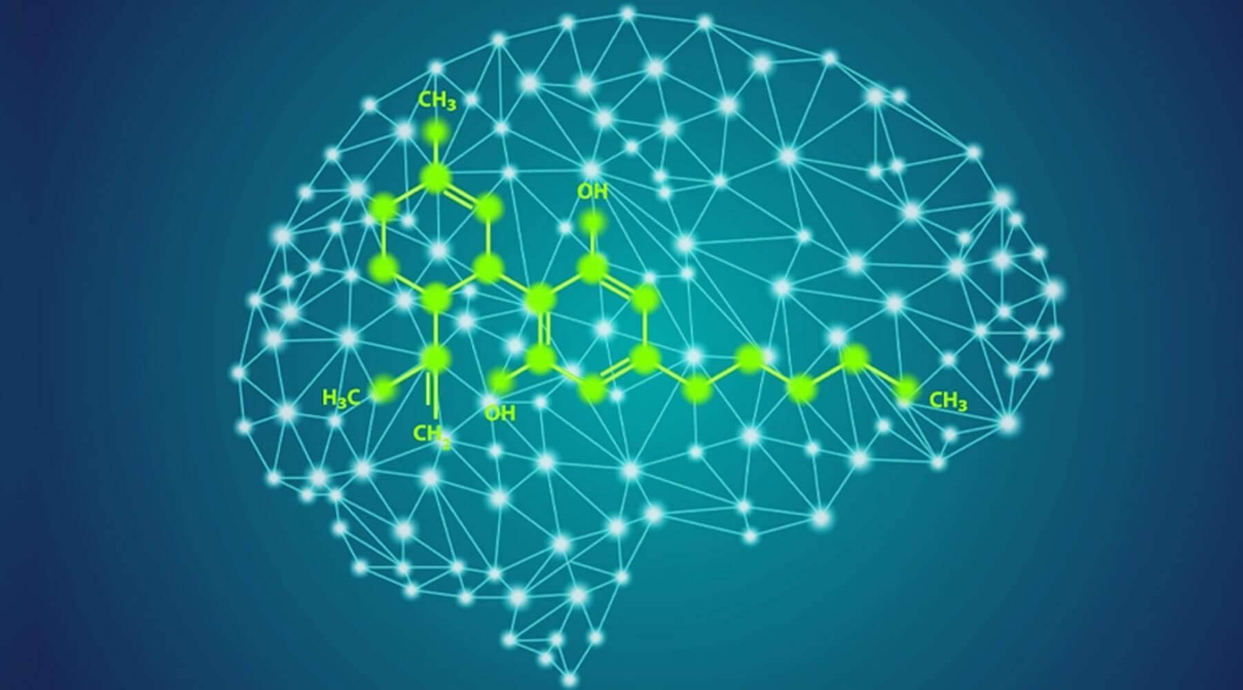 Does CBD affect the human brain? - Oxocan 